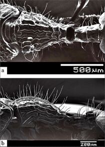 Myrmecina aspera F5ab.jpg