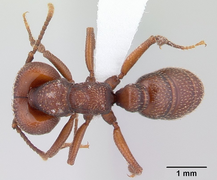 File:Mystrium rogeri casent0429930 dorsal 1.jpg