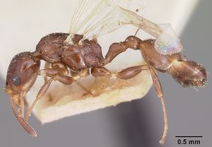 Nesomyrmex madecassus casent0101588 profile 1.jpg