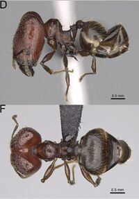 Pheidole aelloea F31df.jpg