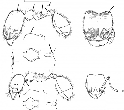 Pheidole creightoni Wilson 2003.jpg