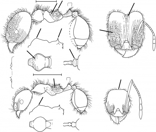 Pheidole industa Wilson 2003.jpg