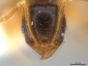 Pheidole nigeriensis casent0217110 h 1 high.jpg