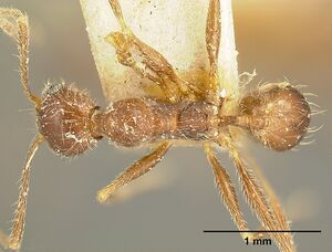 Pheidole susannae jtlc000015317 dorsal 1.jpg