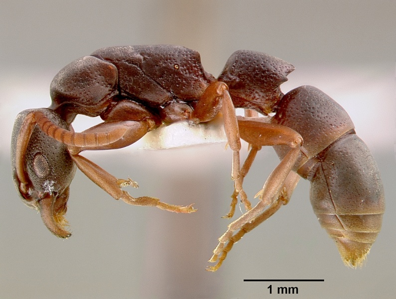 File:Platythyrea modesta sam-hym-c000992b profile 1.jpg