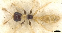 Pseudomyrmex distinctus casent0902892 d 1 high.jpg