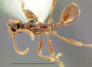 Aenictus-luzoniD3.2x.jpg