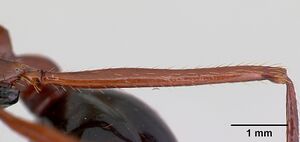 Aphaenogaster swammerdami casent0492440 profile 3.jpg