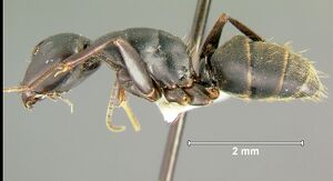 Camponotus-japonicusL1.25.jpg