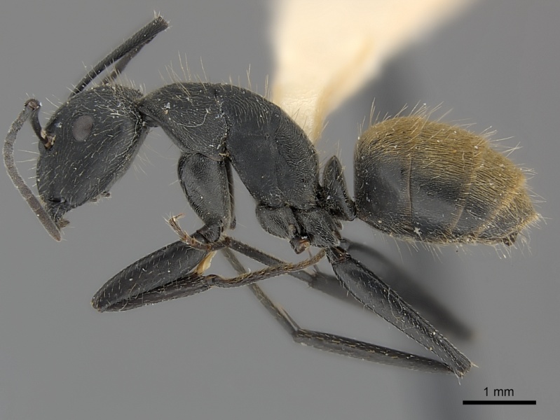 Dosya:Camponotus chilensis casent0217624 p 1 high.jpg