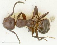 Camponotus ephippiatus focol2280 d 1 high.jpg