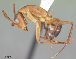 Camponotus tortuganus casent0103717 profile 1.jpg