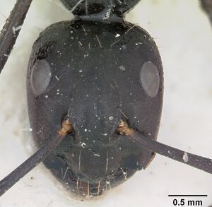 Camponotus vagus casent0103337 head 1.jpg