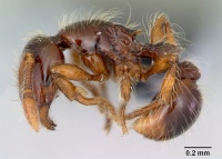 Cryptomyrmex longinodus casent0103517 profile 1.jpg