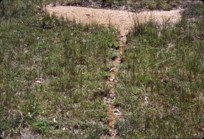 A typical nest with a well-defined path leading to another nest within the colony.