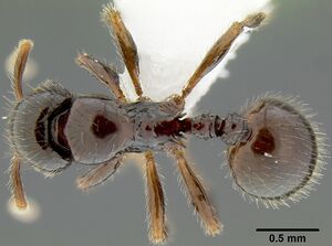 Lordomyrma desupra casent0171002 d 1 high.jpg