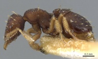 Octostruma stenognatha P casent0905907.jpg