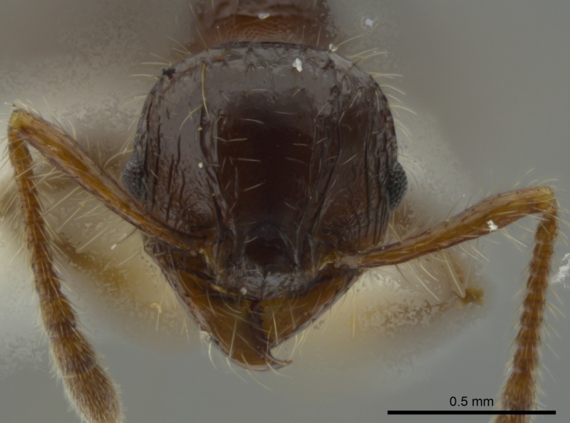 File:Pheidole bufo casent0624236 h 1 high.jpg