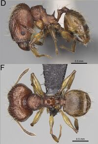 Pheidole ferruginea F35df.jpg