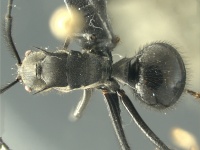 Polyrhachis-noesaensis-HUMCZ001D.jpg