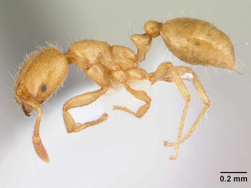 File:Solenopsis scelesta casent0178145 profile 1.jpg