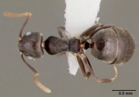 Technomyrmex difficilis casent0003318 dorsal 1.jpg