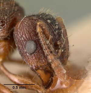 Tetramorium steinheili casent0101491 head 2.jpg