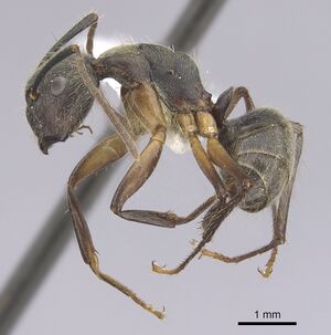 Camponotus femoratus casent0249352 p 1 high.jpg