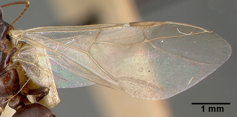 File:Camponotus planus castype00457-02 dorsal 2.jpg