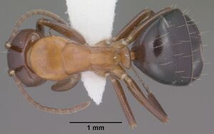Camponotus sayi casent0102782 dorsal 1.jpg
