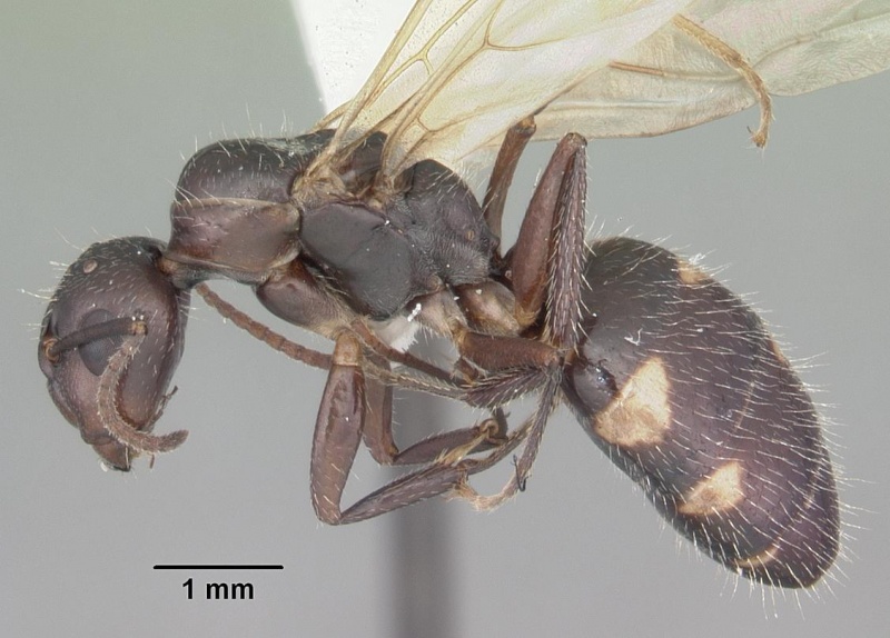 File:Camponotus sexguttatus casent0103708 profile 1.jpg