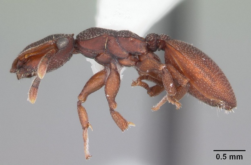 File:Cephalotes varians casent0103755 profile 1.jpg