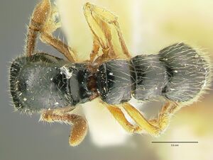 Cerapachys marginatus had.jpg