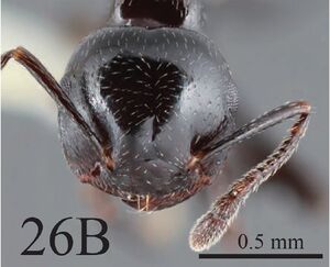 Crematogaster aberrans F26b.jpg