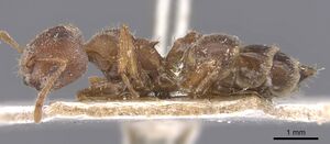 Crematogaster dohrni casent0907509 p 1 high.jpg