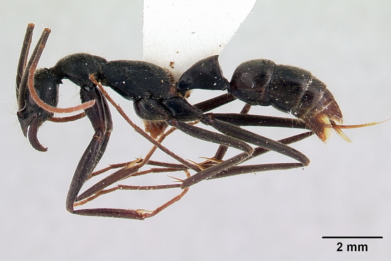 File:Leptogenys tiobil P.jpg