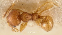 MCZ-ENT00022805 Pheidole nuculiceps had.jpg