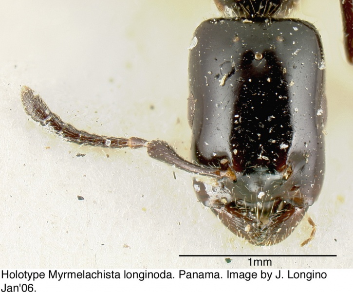 File:Myrmelachista longinoda jtl088948 h 1 high.jpg