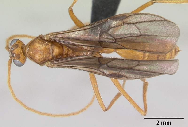 File:Odontomachus coquereli casent0063858 dorsal 1.jpg
