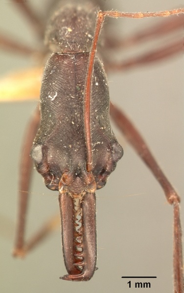 File:Odontomachus coquereli casent0101014 head 1.jpg