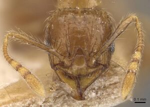 Pheidole elisae casent0907974 h 1 high.jpg