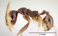 Pheidole purpurea body.jpg