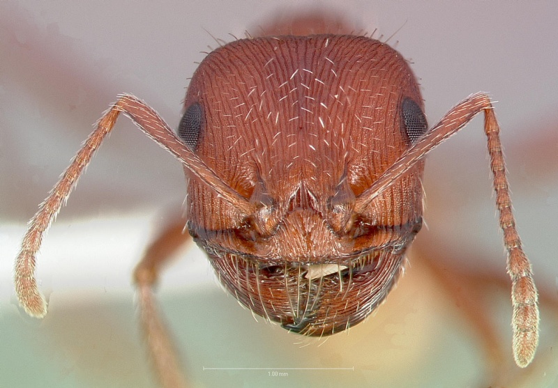 File:Pogonomyrmex salinus casent0005719 head 1.jpg