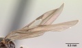 Solenopsis mameti casent0147548 profile 2.jpg