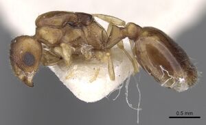 Temnothorax subtilis casent0906008 p 1 high.jpg