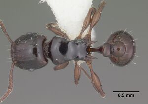 Tetramorium marginatum casent0102398 dorsal 1.jpg