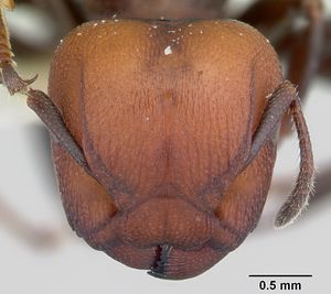 Atopomyrmex mocquerysi casent0178286 head 1.jpg