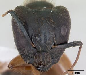 Camponotus atriceps casent0173391 head 1.jpg