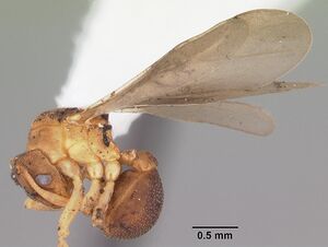 Cyphomyrmex minutus casent0103834 profile 2.jpg