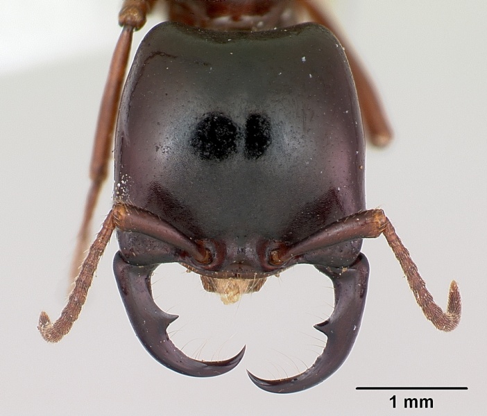 File:Dorylus gribodoi casent0172626 head 1.jpg